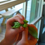 Examining the symmetry of a basil bud