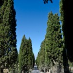 Cypress-lined driveway at Lo Spineto