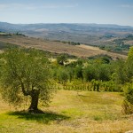 Old olive tree near Monticchielo