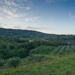 Hillside near Cetona