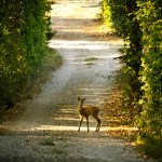 Deer at Spineto