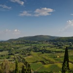 Vineyards and olive groves in Tuscany